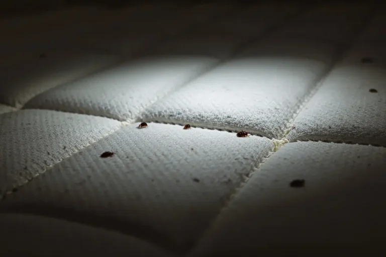 Bed Bug Treatment Cost in 2026: Per Room, Heat vs. Chemical